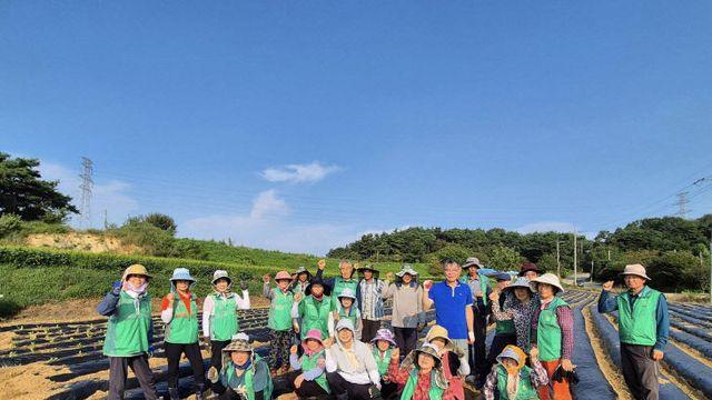 서산시 지곡면, 사랑의 배추 모종 심기…겨울 김장 나눔 준비 박차