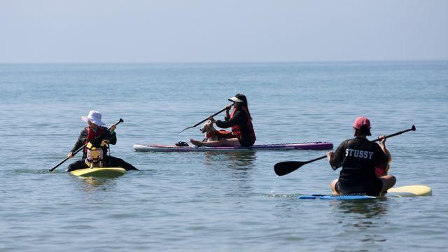 '댕댕이와 서핑을'…태안 만리포서 반려견 동반 서핑 프로그램