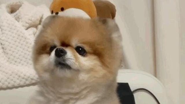 어깨에 기대는 댕댕이