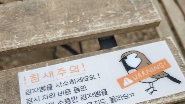 식탐쩐다는 춘천의 참새들