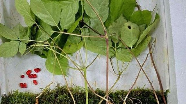 지리산 자락서 천종산삼 38뿌리 심봤다…1.5억원 상당