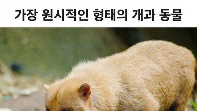 가장 원시적인 형태의 개과 동물