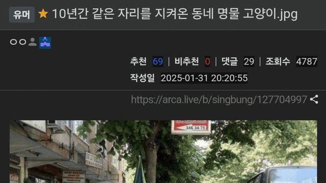 10년간 같은 자리를 지켜온 동네 명물 고양이