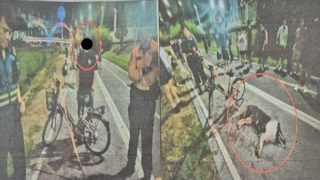 전기자전거에 매달려 죽을때까지 달린 반려견 파샤, 견주 구속영장