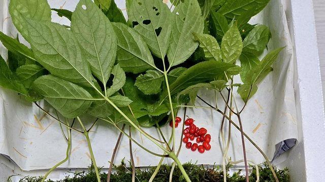 지리산 자락서 천종산삼 38뿌리 무더기 발견…최대 수령 50년