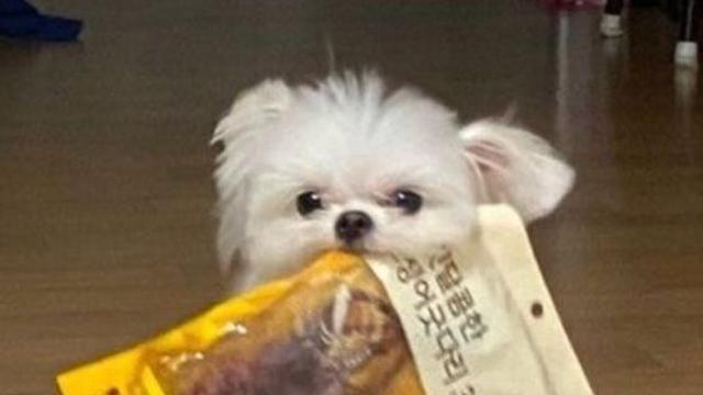 이거 빨리 뜯어달라는 강아지