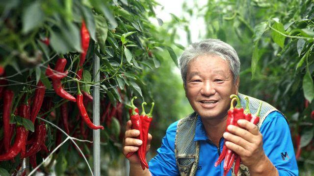 장연면 김종복 농가, 괴산청결고추 품평회서 대상