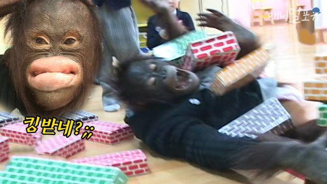 TV 인기스타였던 오랑우탄 오랑이의 일대기 