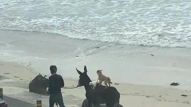 제주 브레멘 음악대,,