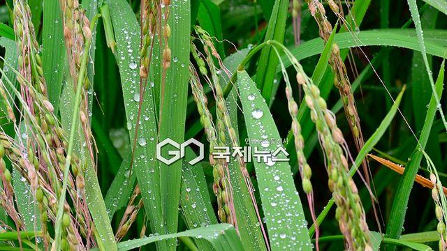 [오늘날씨] '더위 언제까지' 서울 낮 32도·부산 31도...충청·남부 최고 40㎜ 비