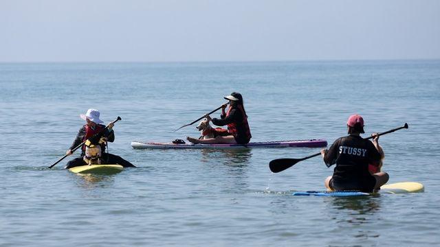 “만리포에서 댕댕이와 서핑 해보세요~”