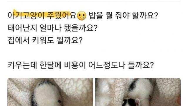 캣맘의 욕심으로 밥이된 아기털바퀴