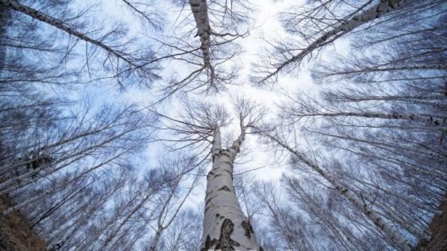 ‘산소 카페’ 청송에 뿌리내린 자작나무숲…산림관광 1번지 도약