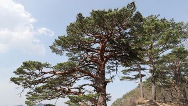 [K-VIBE] 신종근의 'K-리큐르' 이야기…금강송주를 아시나요?