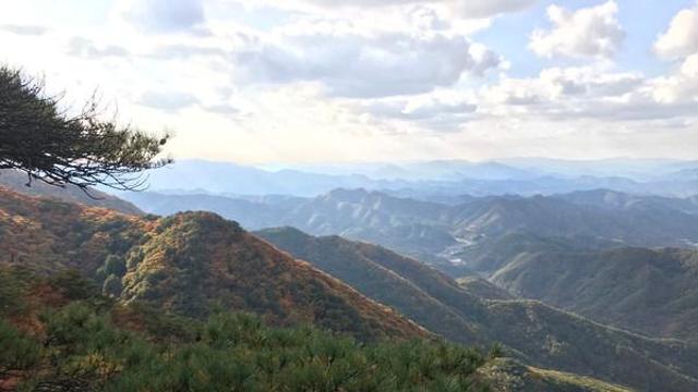 기후변화에 외래 산림해충 확산에 “국가 공조 필요” 목소리 일어