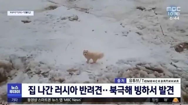 북극해 빙하에서 발견된 강아지