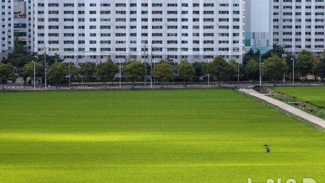 대구·경북, 흐리고 곳곳 비 '최대 20㎜'…