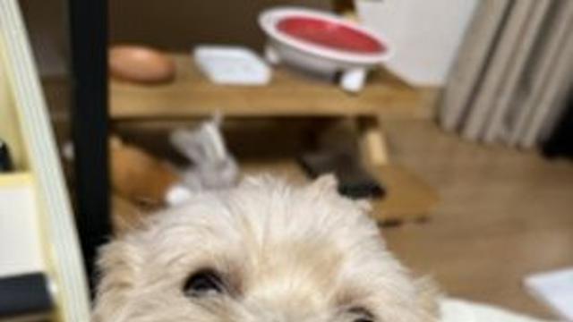 닥터포밸런스, 반려견 건강 수명 연장 핵심 소재 효능 공식 입증