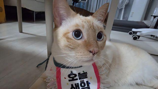 오늘 우리 고양이 생일입니다 ㅋㅋ