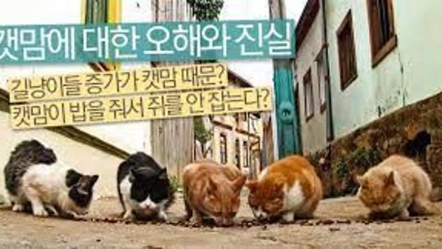 요즘 캣맘들이 하는 일.