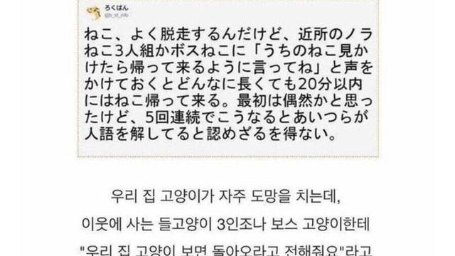 실제로 고양이와 대화했던 썰.jpg