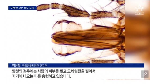 독도에 존재하는 이빨 모기
