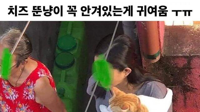 치즈 뚠냥이 꼭 안겨있는 게 귀여움