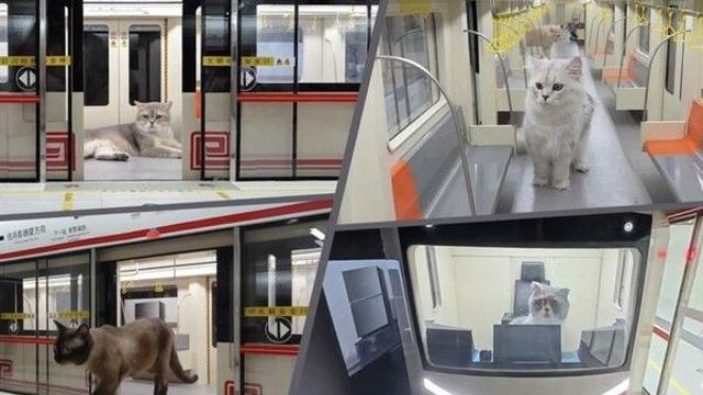“현실판 주토피아”…中 인플루언서가 만든 ‘고양이 지하철’ 화제
