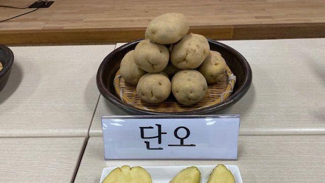 괴산 신품종 감자 '단오' 공급 신청·접수