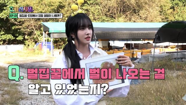 요거트 아이스크림 벌집꿀에서 나오는 벌의 정체.jpg
