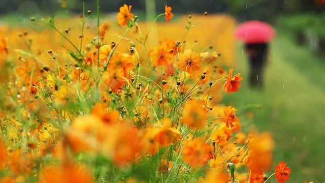 대구·경북 흐리고 산발적 비…낮 최고기온 30∼34도