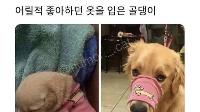 어릴 적 좋아하던 옷을 입은 골댕이