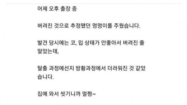 유기된 줄 알았던 리트리버 줍줍한 후기.jpg
