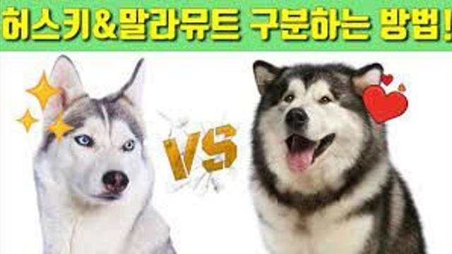 말뮤와 스키 구분하는 팁.