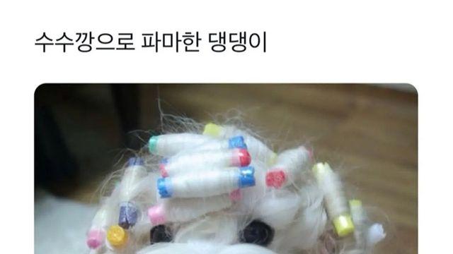 웨이브펌 잘 나온 여신 강아지.jpg