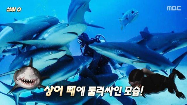 상어 낚시 바늘 뽑아주다 사귄 다이버