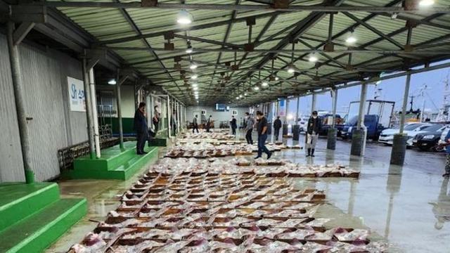 위판량 162% 늘었다…두 달 만에 총 1368톤, 쓸어담고 있다는 '국민 수산물'