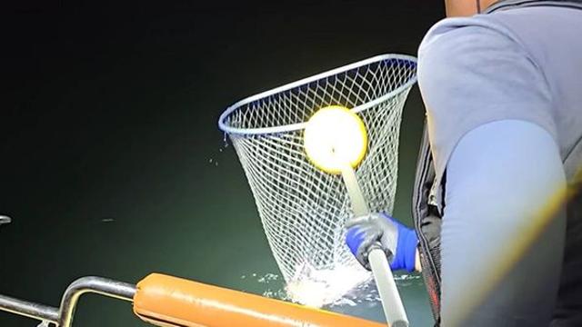 “바닥이 안 보일 정도...” 한밤중 뜰채로 퍼담아 난리 난 ‘국민 수산물’ 정체