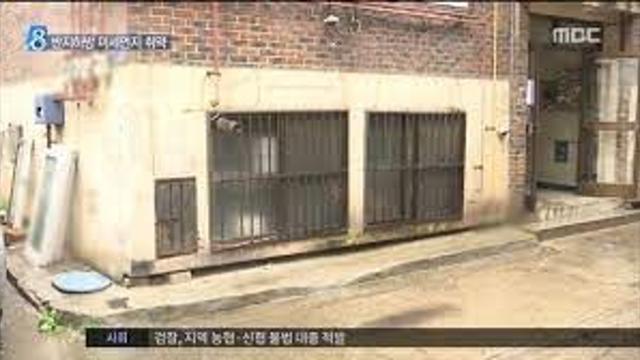 반지하에 살다보면 겪는 일.