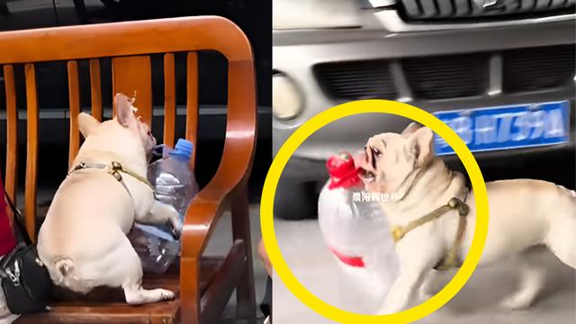 中 강아지, 5년간 플라스틱 병 모아 195만 원 벌었다