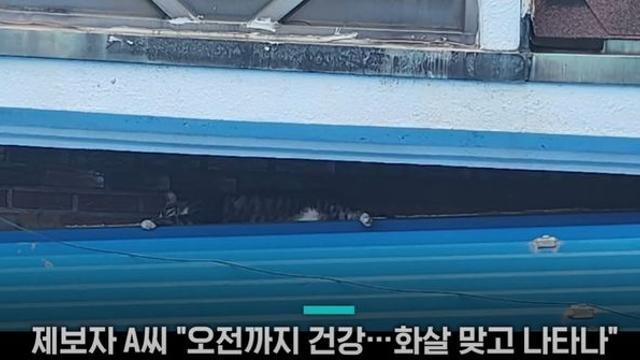 화살에 관통당한 고양이 행방 묘연... 20대 가해 남성에게 이유 물어보니