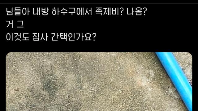 집에서 족제비가 나왔어요..jpg