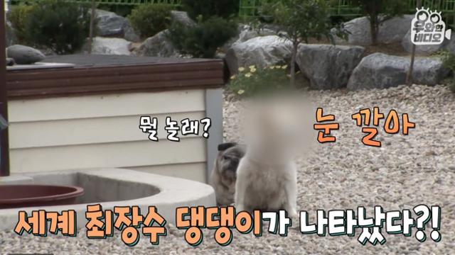 36살이라는 개...(Dog맞음) 