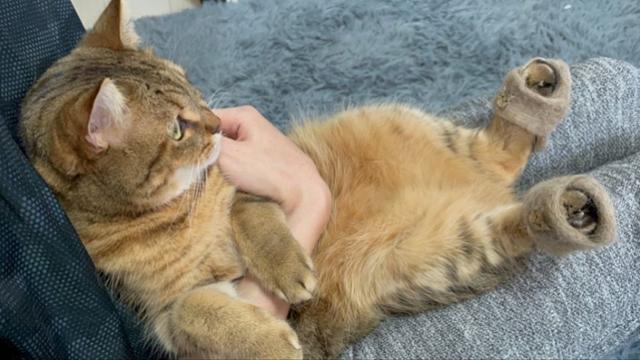 고양이 털로 만들어 본 슬리퍼.