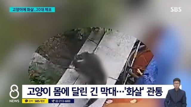 길고양이한테 화살 쏴서 체포된 20대