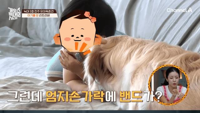 대형견 3마리 키우는 애기 엄마 논란