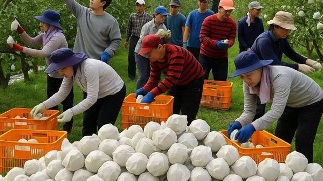 추석 전 '금값' 돼 난리...딱 7일간 반값에 풀리는 '국민 과일' 정체