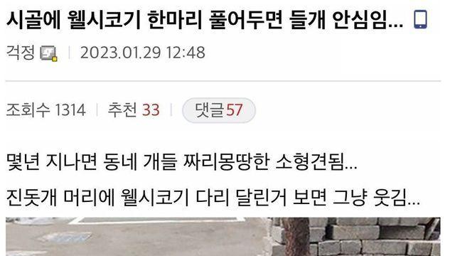 웰시코기 시골에 풀어놓으면 생기는 일