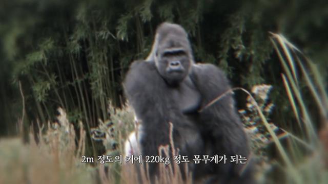 최면으로 고릴라랑 스파링 뜨는 추성훈