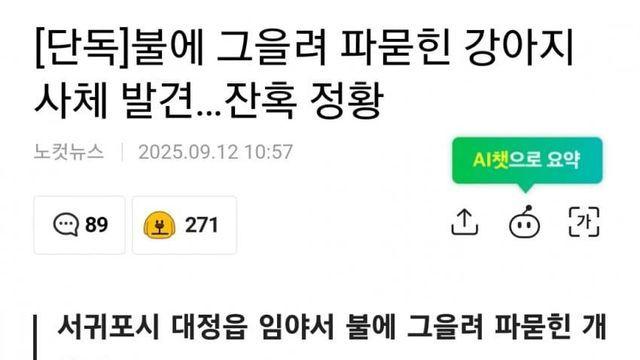 강아지 죽인 제주도 아저씨